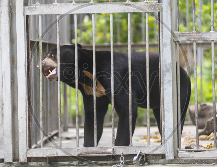 Black Wild Bear In a Cage