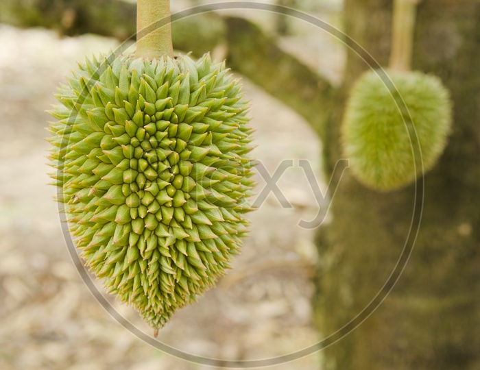 Young durian fruits to the tree