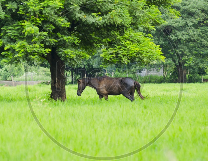 A horse grazing in the pasture in Thailand