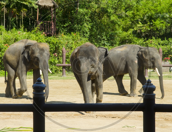 Thai elephants in farm
