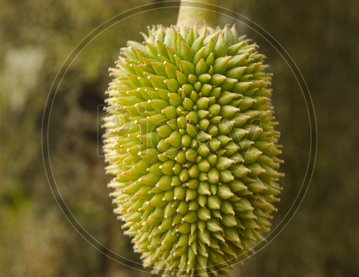 A Close up of young durian fruit