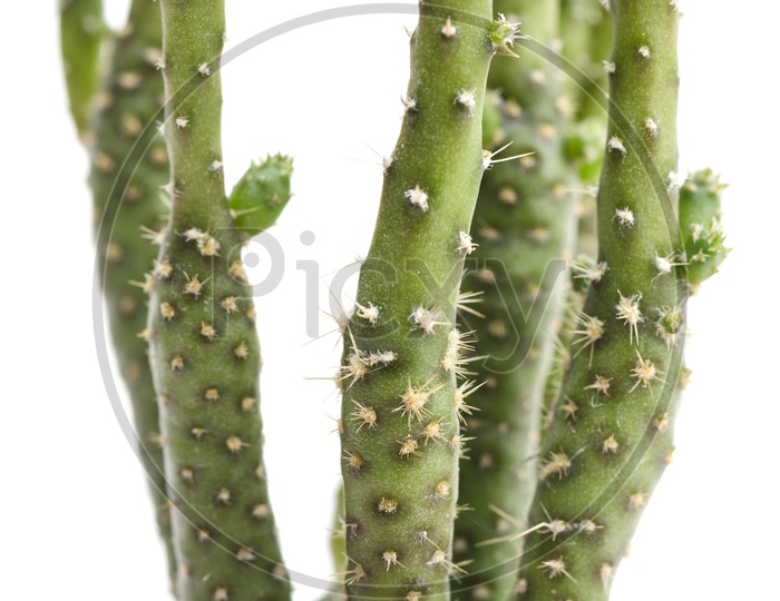 green cactus isolated on white with clipping path