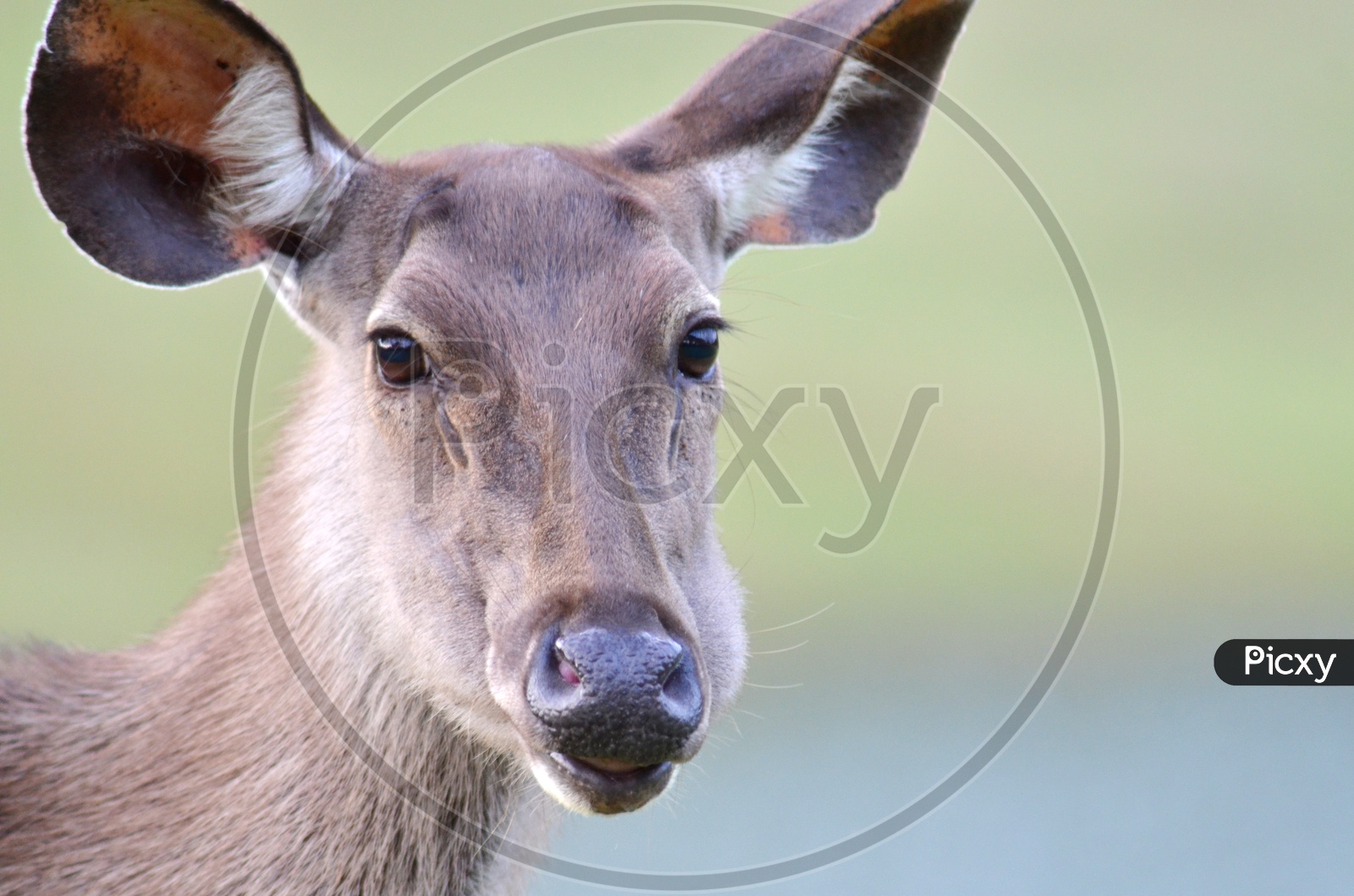 Young Sambar Deer  In Khao Yai National Park , Thailand