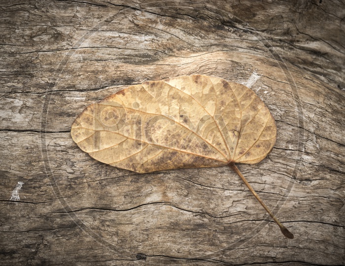 A dried leaf on the wood texture