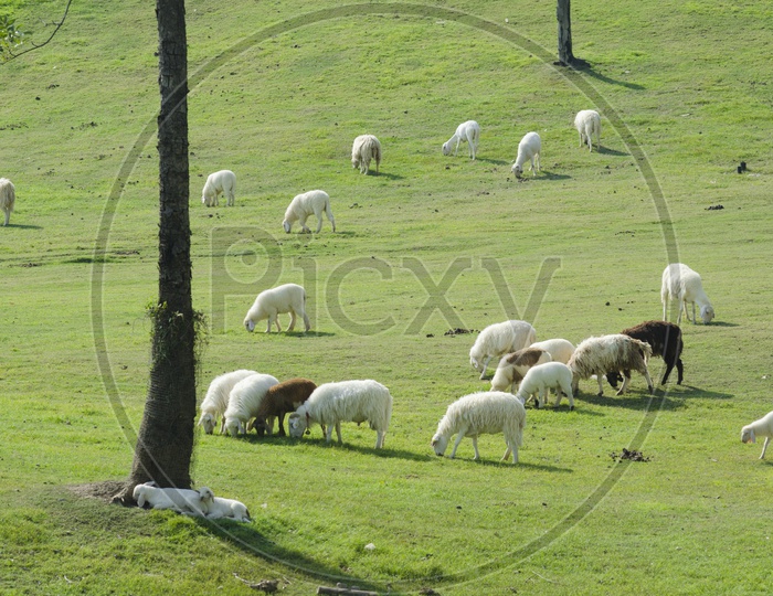 A herd of Sheep grazing in South island farm, New Zealand.
