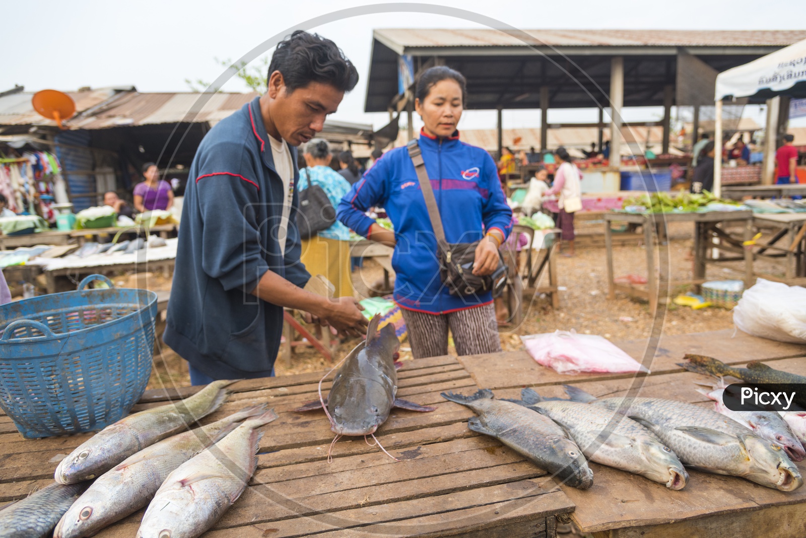 Customer inspecting the live fish in Luang Prabang Morning Market, Laos