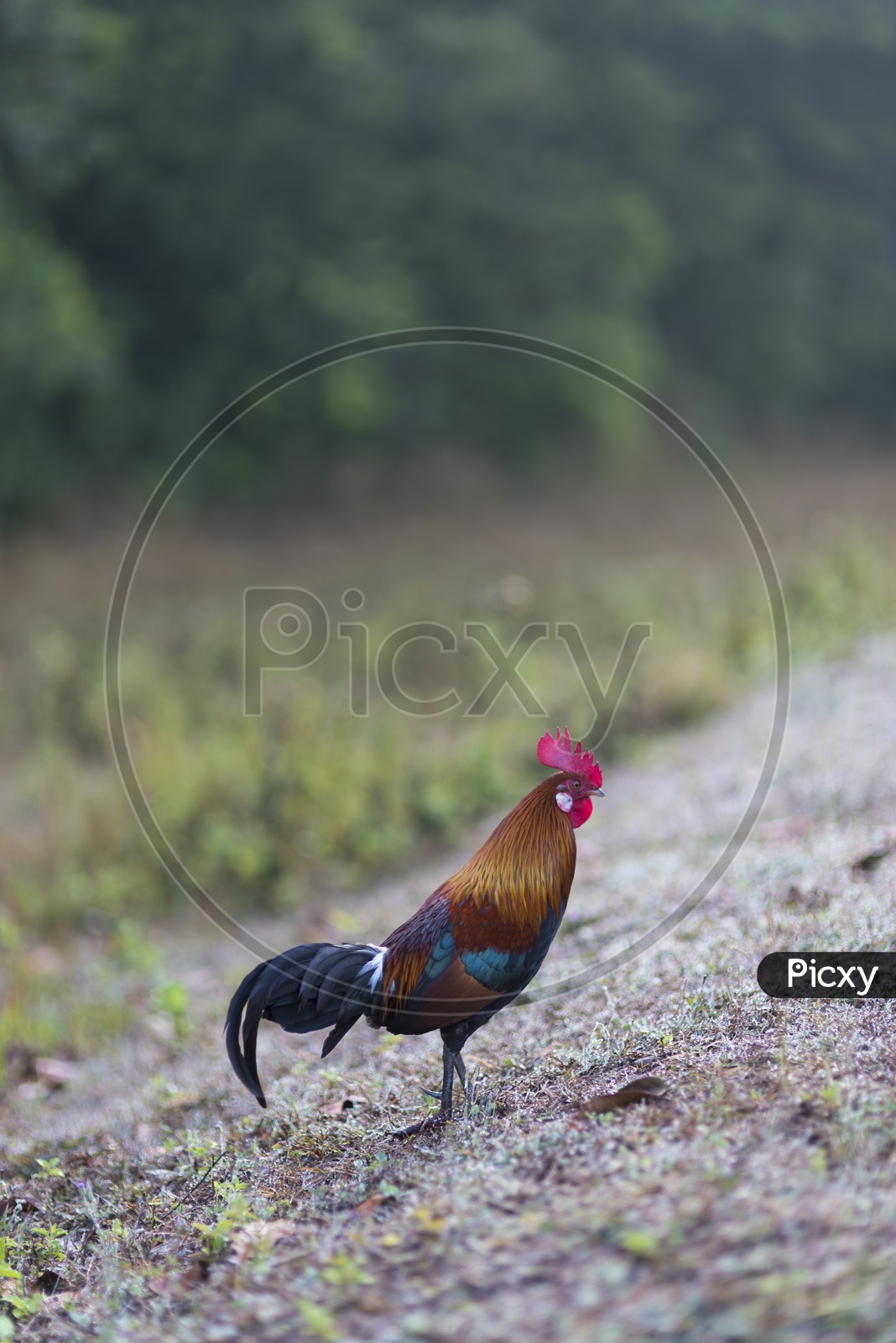 A Rooster in a Field