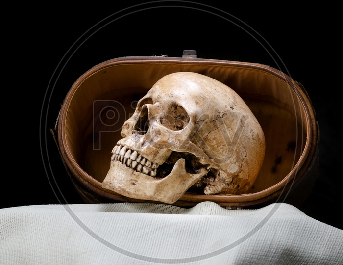 Side view of human skull on a black background