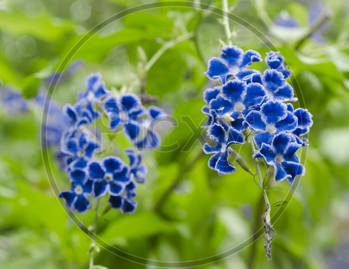 Blue Jardim Flor Lilas Flowers