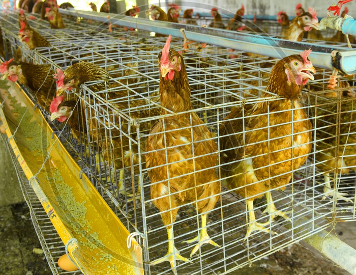 Chickens in a Local Farm, Thailand