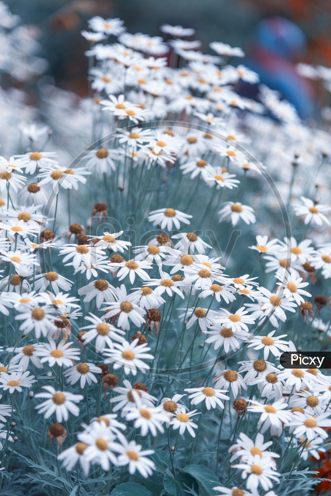 Chamomile or Daisy Flowers