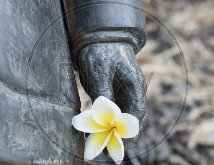 A Statue's hand with flower