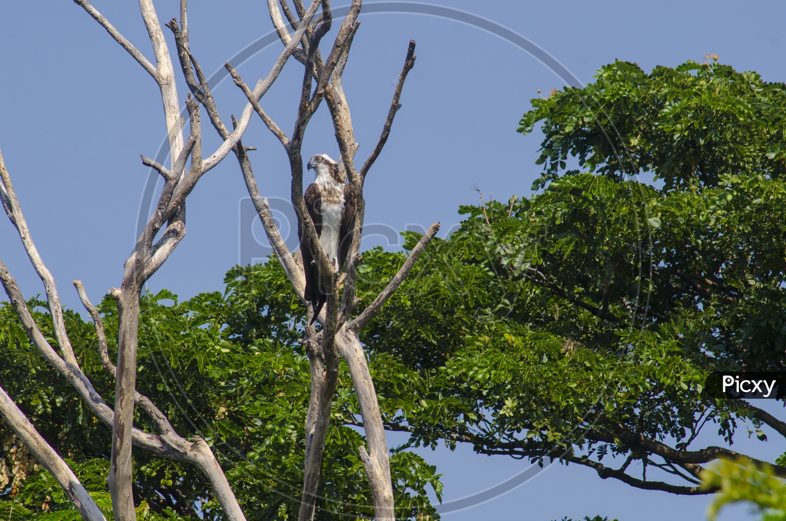 An Osprey on the tree