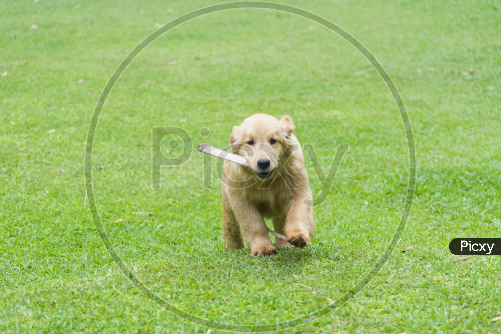 Golden retriever dog running on the field