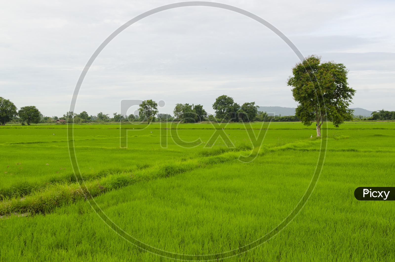 A Thailand landscape of Rice fields
