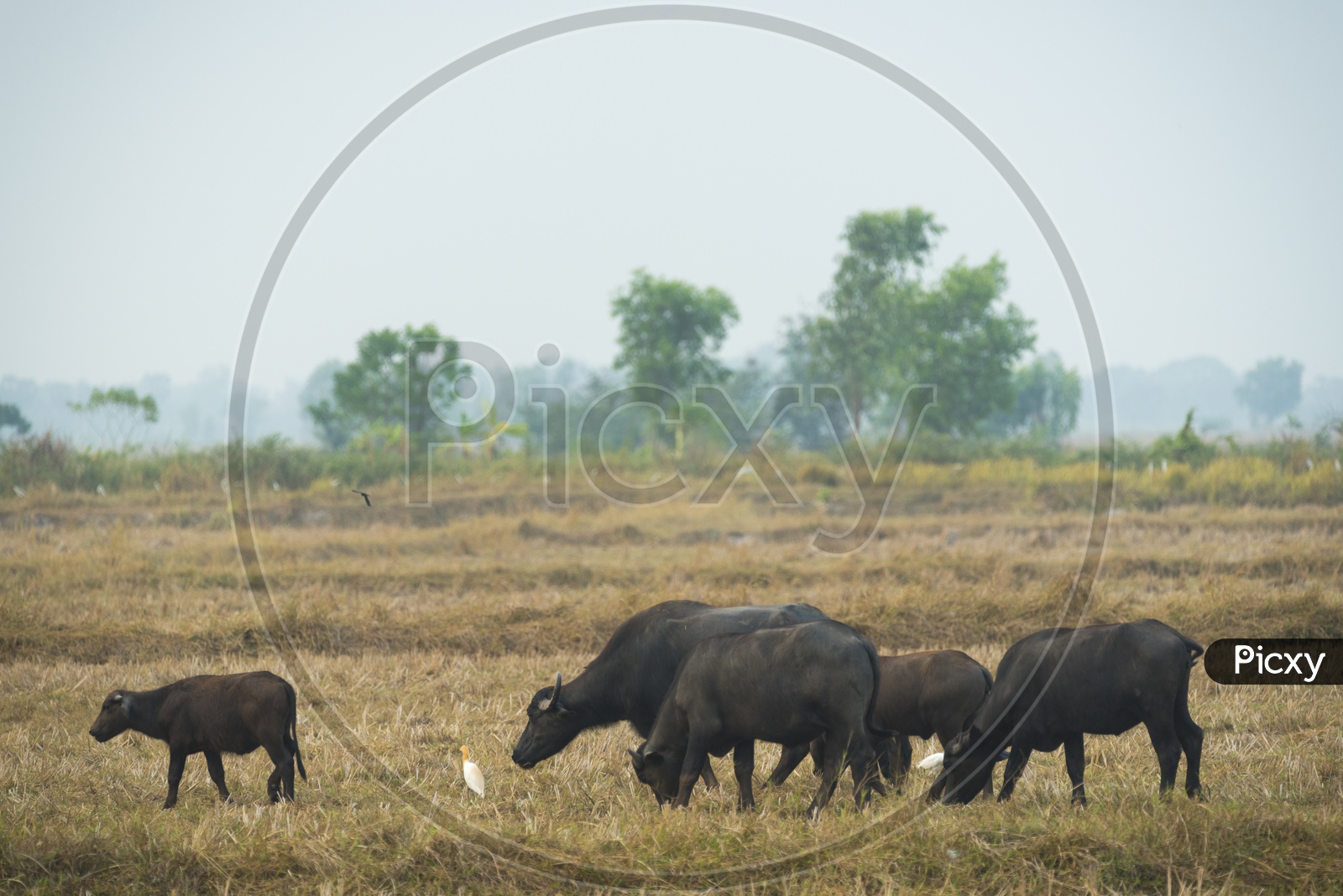 Buffaloes grazing in the Field, Thailand