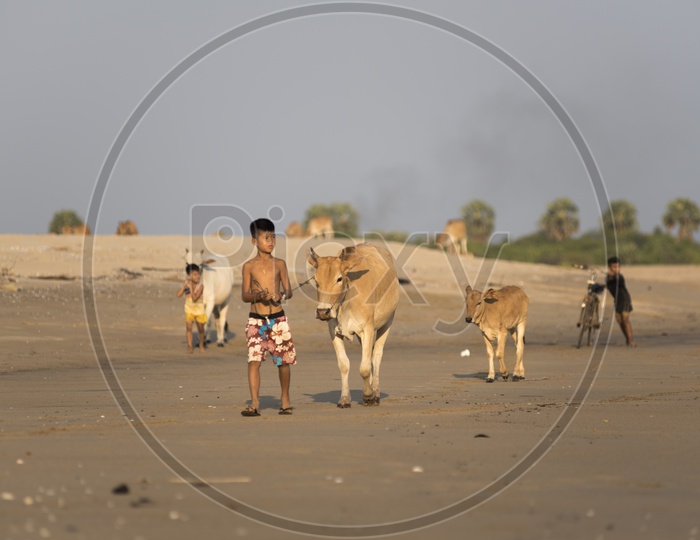 Mandalay children with cattle on field