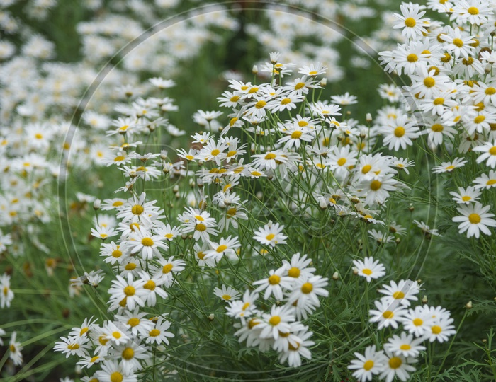 White Daisy Flowers in a Garden