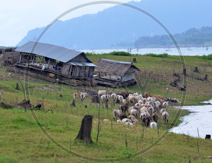 Cattle in the pasture in Thailand