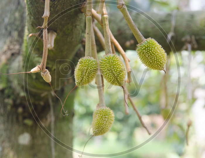 Young durian fruit on tree in the orchard