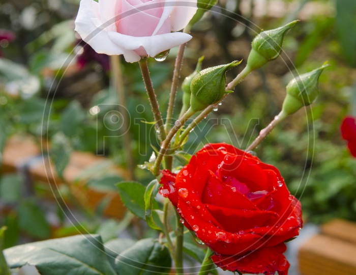 Close up of rose flower for Valentine's Day
