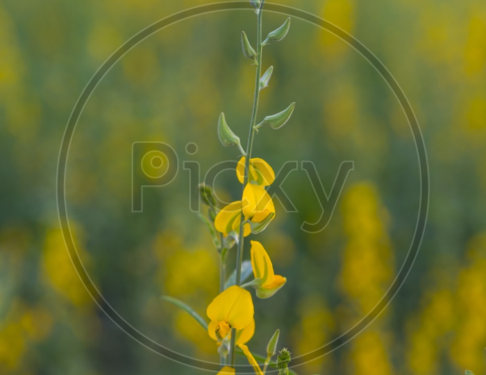 Macro Shot of Yellow Flowers in Field