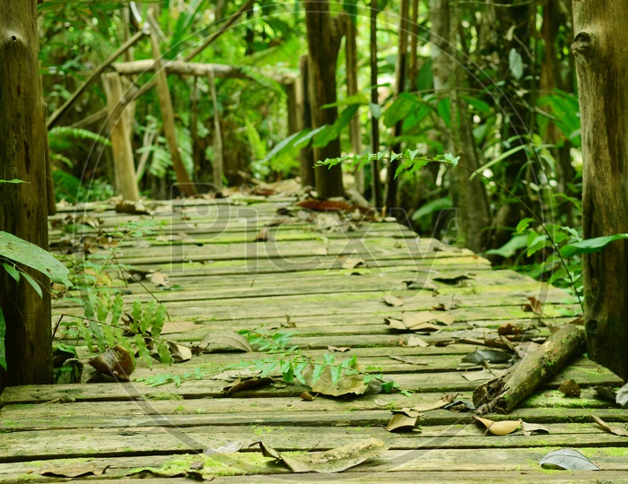 Wood path during fall along the Mangrove forest, Thailand