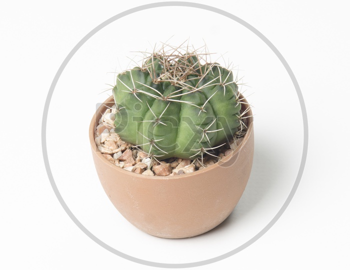 A Small cactus plant pot