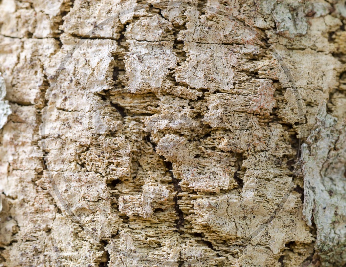 abstract texture background of tree