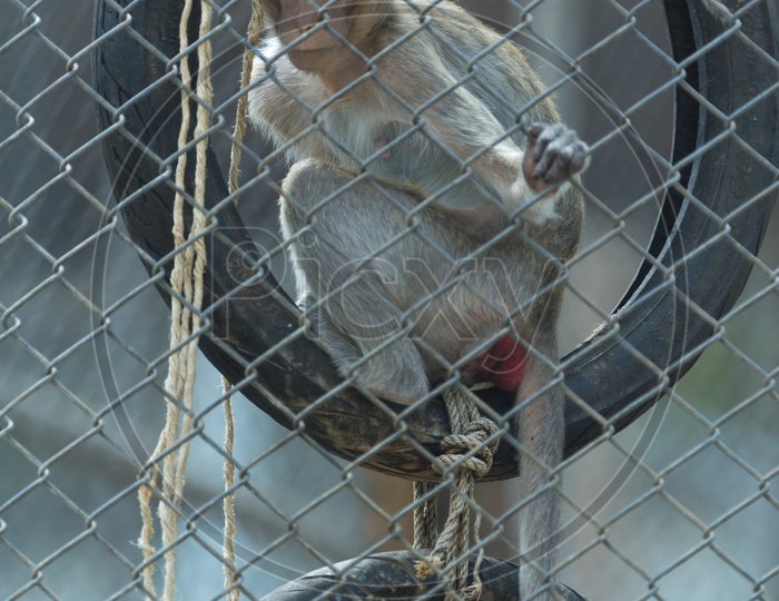 monkey in cage, zoo