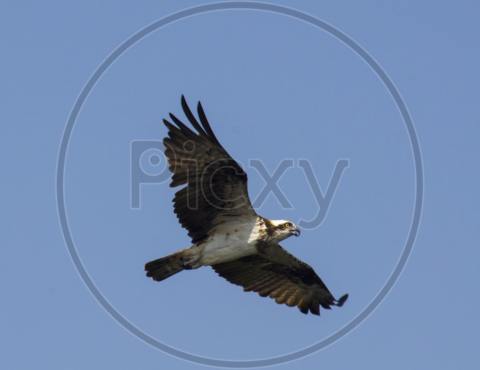 An Osprey flying on quest for food