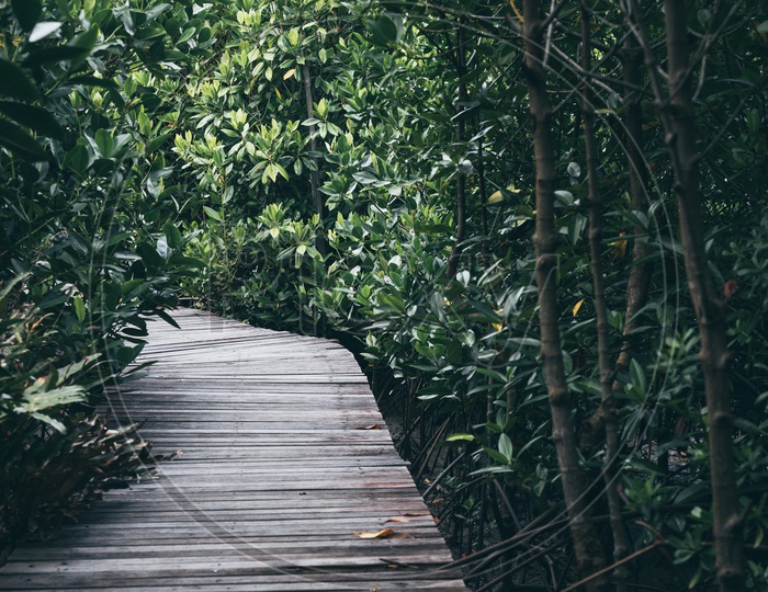 A Wooden boardwalk in Thailand mangroves