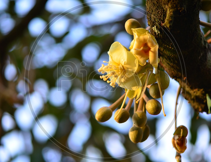 Durian's flower in Thai Garden