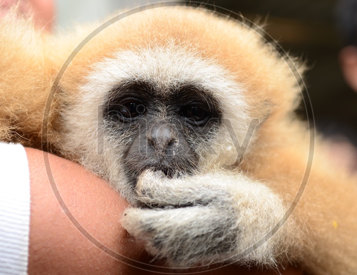 Gibbon monkey face close up