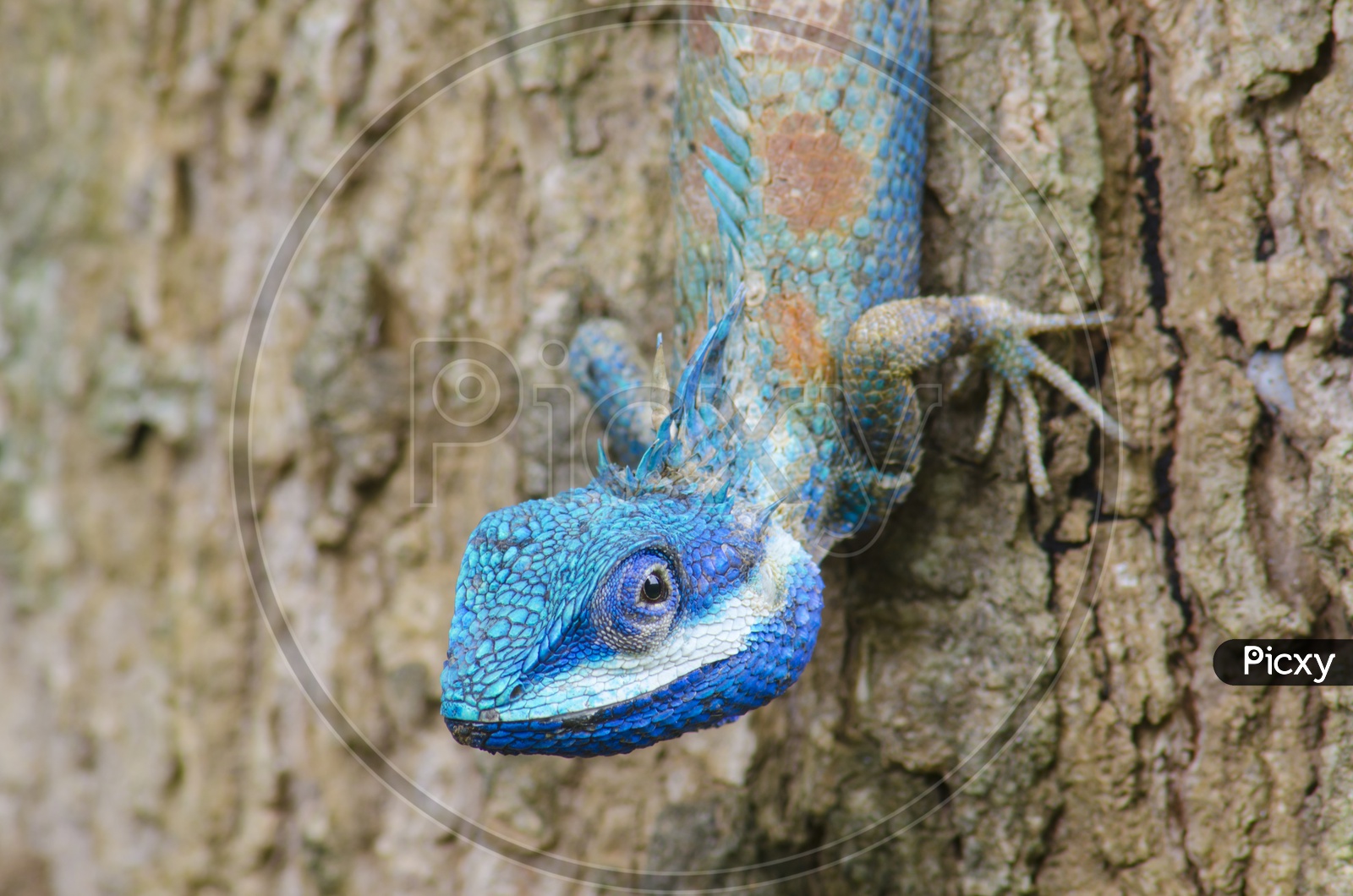 Blue Lizard with big eyes in the Thai Forest
