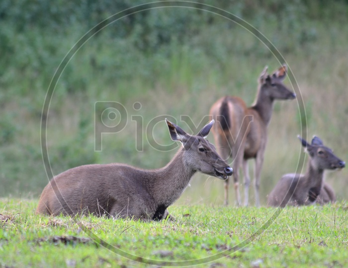 A Sambar deer grazing in forest at Khao Yai national park, Thailand