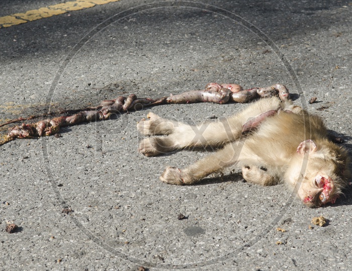A Monkey met with an accident in Thailand