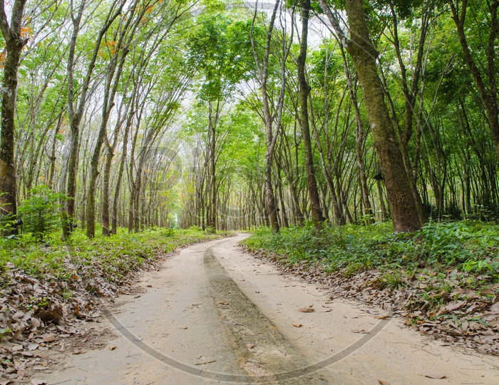 Roads Between Rubber Plantations With Trees On Both Sides
