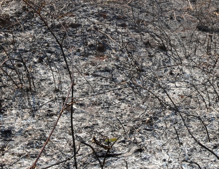 Remains Of Burnt Forest With Ashes Remains