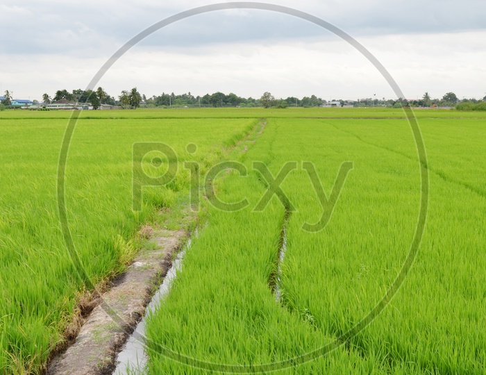 Young Green Paddy Field