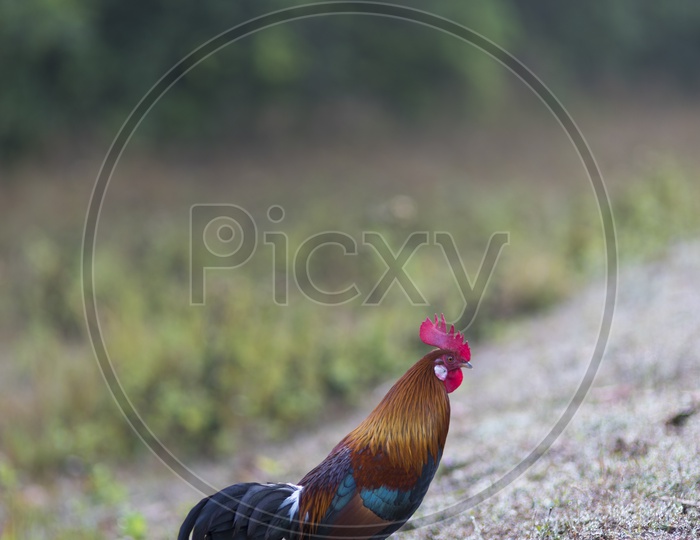 A Rooster in a Field