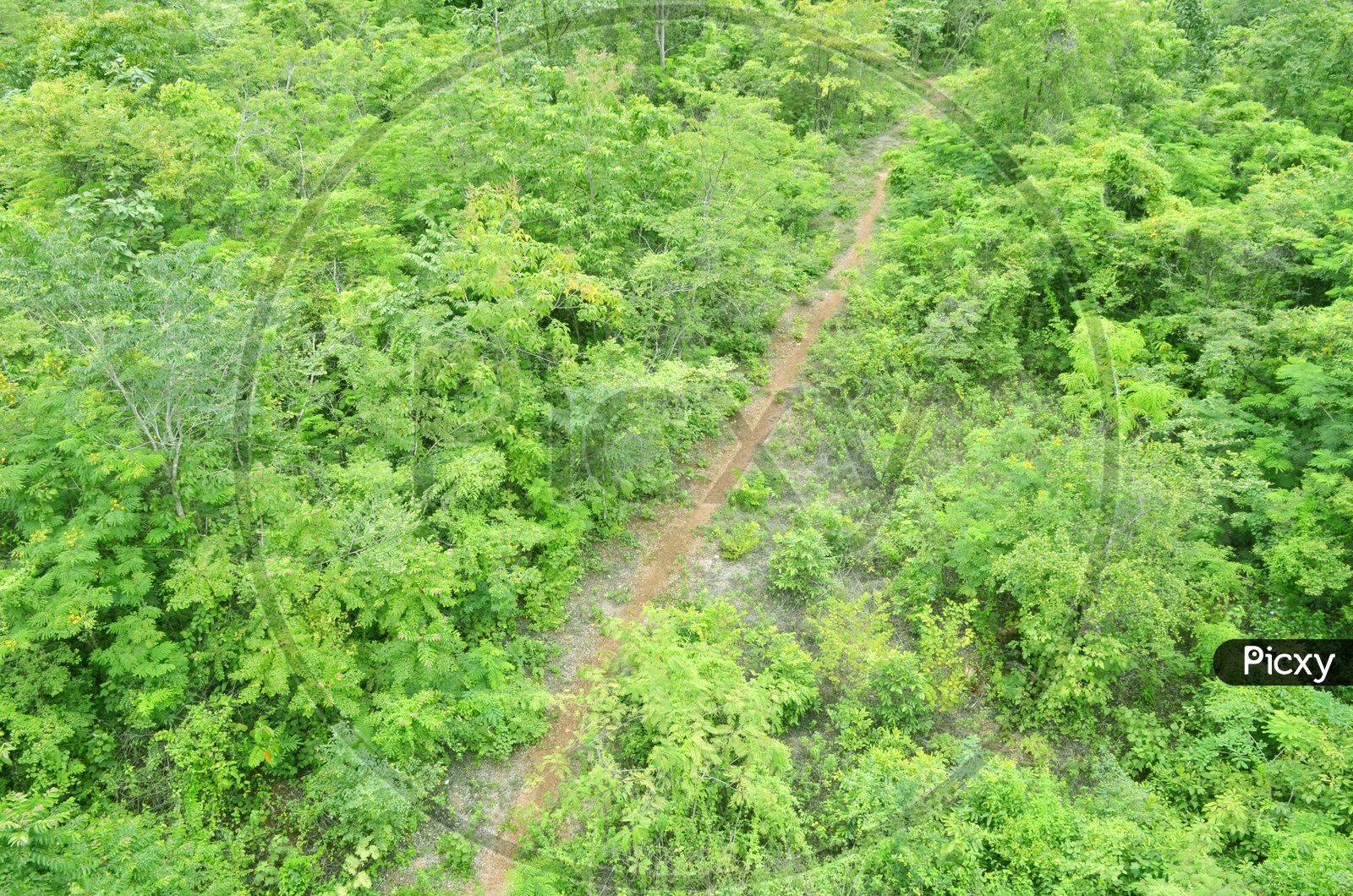 A dirt road along the forest in Thailand