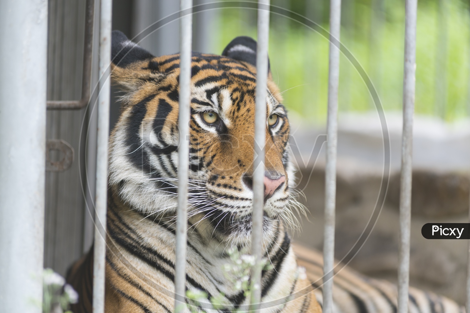 A bengal tiger in cage, Thailand Zoo