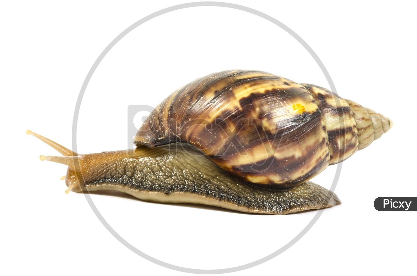 Garden snail or Giant African Snail On an isolated White Background