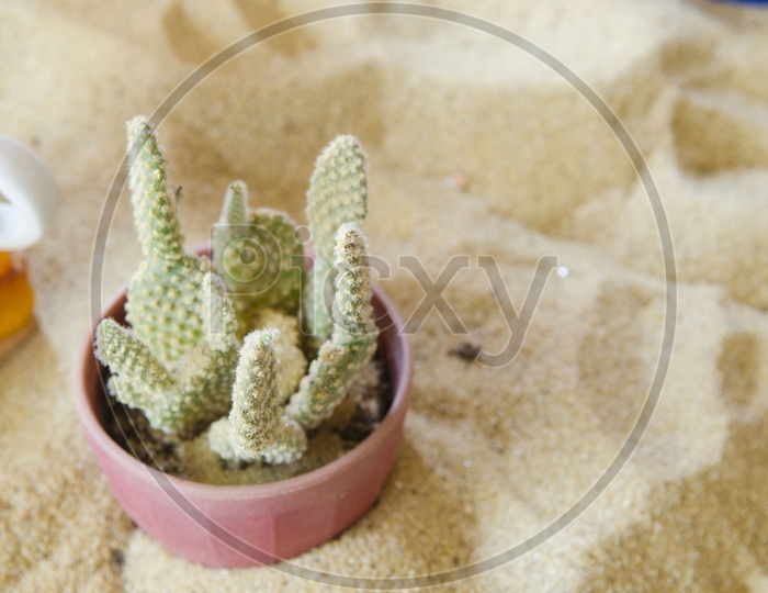 Cactus Plants In Ceramic pots