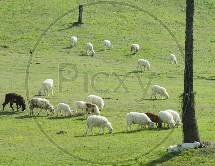 A herd of Sheep farm in the green meadow of  South island, New Zealand.