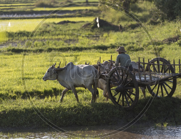 A Thailand farmer riding a bullock cart