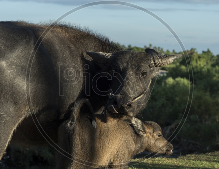 Water Buffalo and Calf