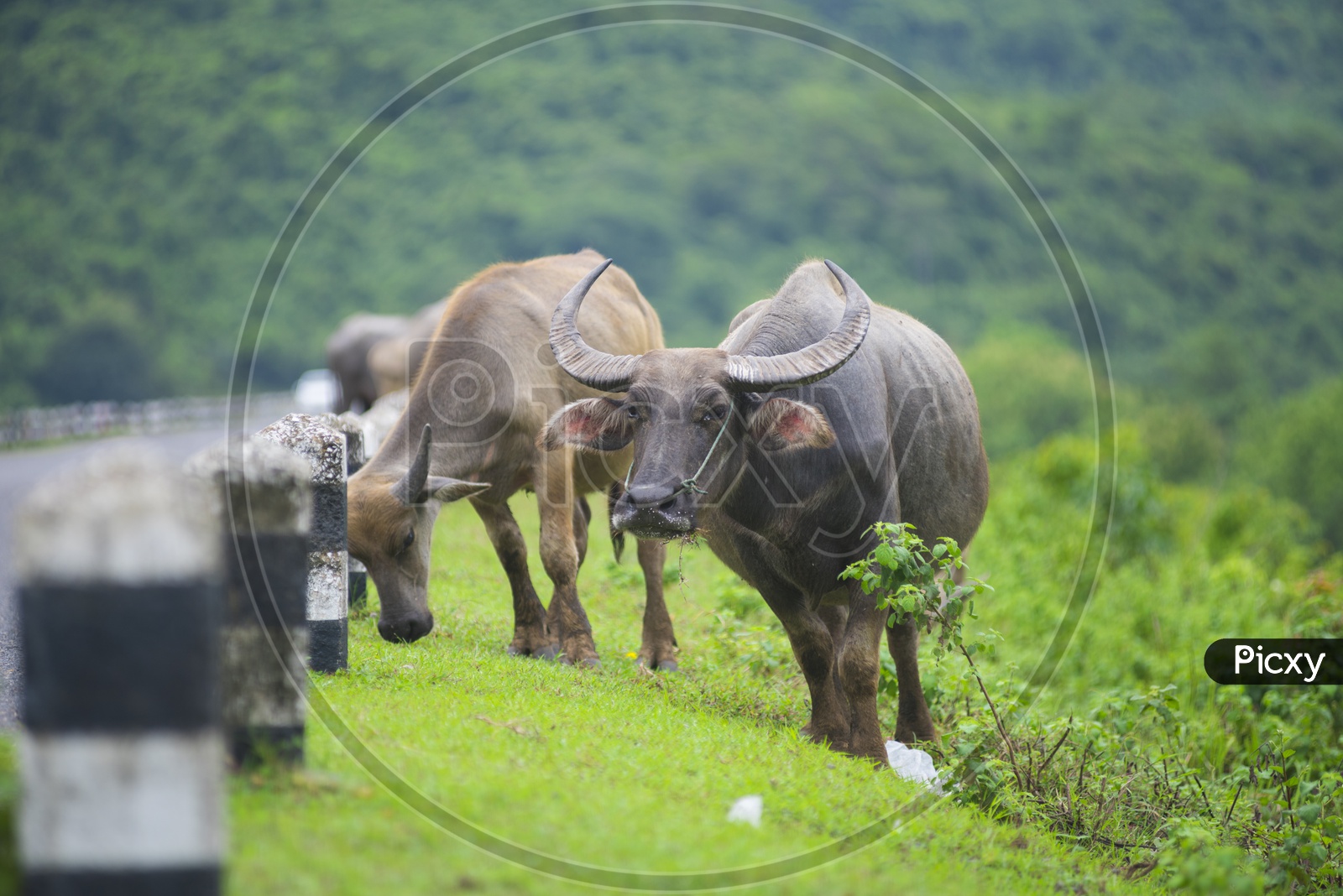 Group of buffalo in Thailand nature field