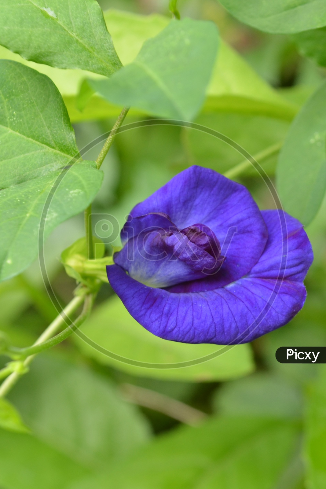 Blue Dawn Flower Closeup in a Plant